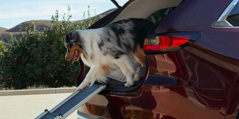 A merle Australian Shepherd exits the open trunk of a red SUV down a ramp into a sunny, outdoor setting.